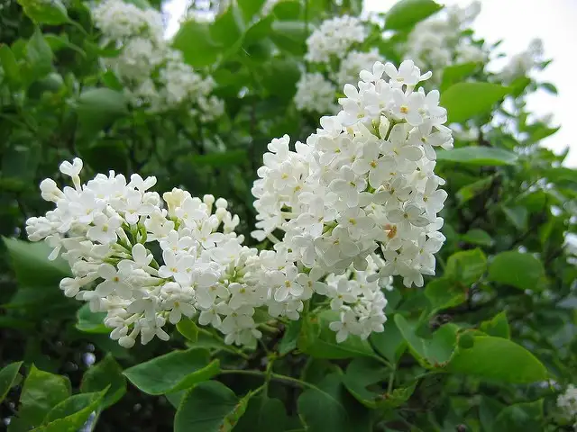 5月中旬诞生花 知乎