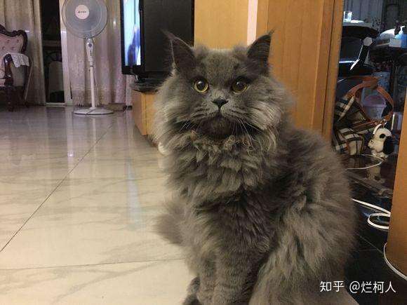为什么我的两只纯色短毛蓝猫生出了一只长毛的蓝白猫?