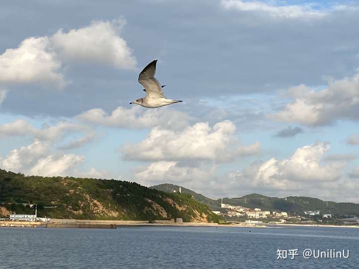 邮轮飞驰，海鸥相随