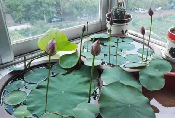 碗莲可以一直水养吗莲商会(碗莲用水一直养能活吗)