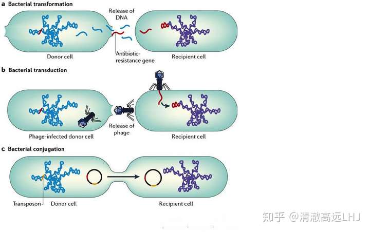 如何解释基因水平转移?