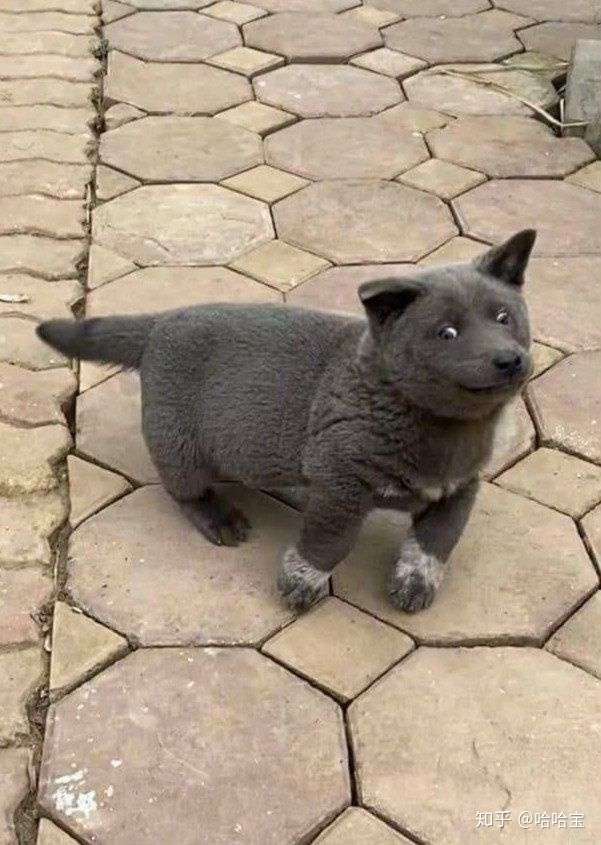 看英短蓝狗的表情包