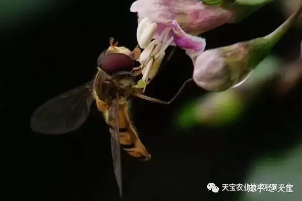 那些都是益虫可别弄错了！（你还晓得什么益虫吗）