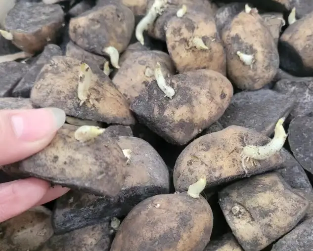 如果带一颗土豆回古代，会如何改变历史？