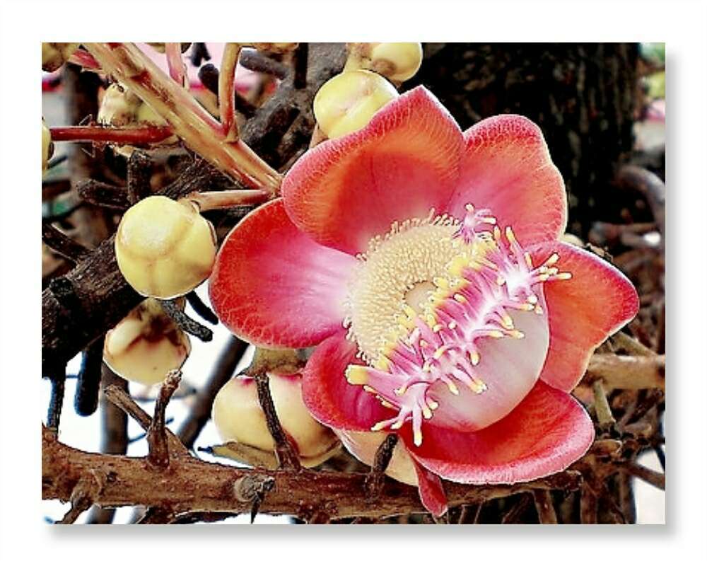 鲜花日历 的想法: 菩提花,10月6日的#生辰花# [鲜花]释迦牟… - 知乎