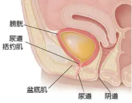 女孩子的膀胱叫什么图片