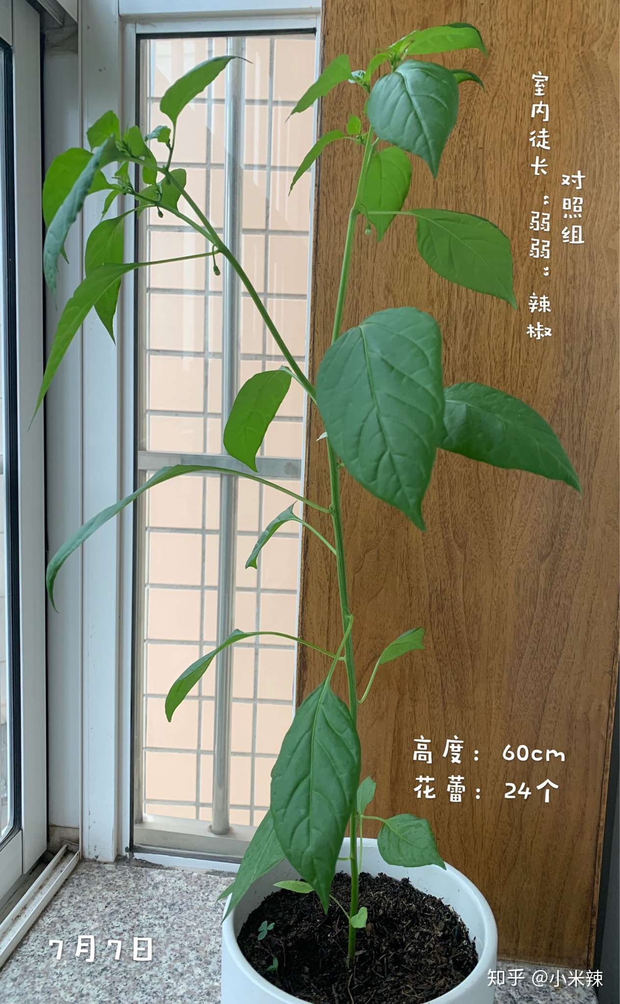 盆栽蔬菜种植攻略 知乎