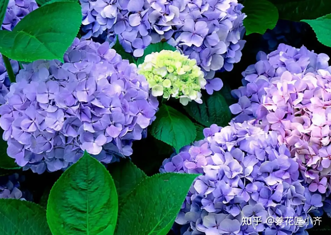 开花植物中 蓝色 很少见 如果你喜欢蓝色花 给大家推荐17种 知乎