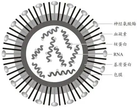 流感病毒可以分为A型，B型，C型，这些型是通过什么划分的？