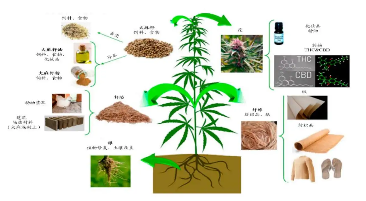 22年工业大麻行业研究报告 知乎