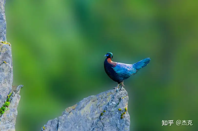 绿尾虹雉：高山上的“彩虹鸟” - 知乎