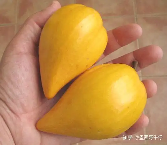 墨西哥水果Zapote Amarillo （中文：蛋黄果） - 墨华网