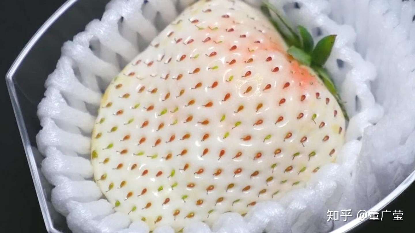 人人爱吃草莓 你知道草莓有哪些品种吗 24种常见草莓品种 中国大草莓产地 哪里的草莓最好吃 知乎