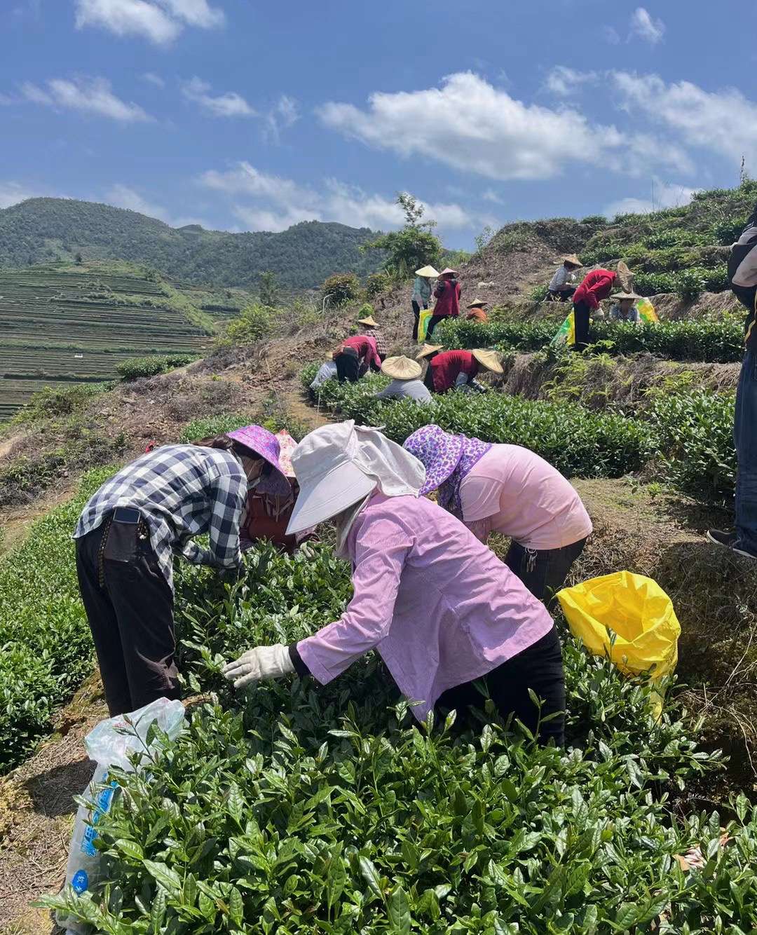 安然 的想法: 每年五一劳动节,是安溪茶农最忙碌的时候 - 知乎