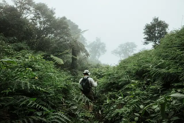 在森林迷路怎么办（野外迷路自救方法有哪些）