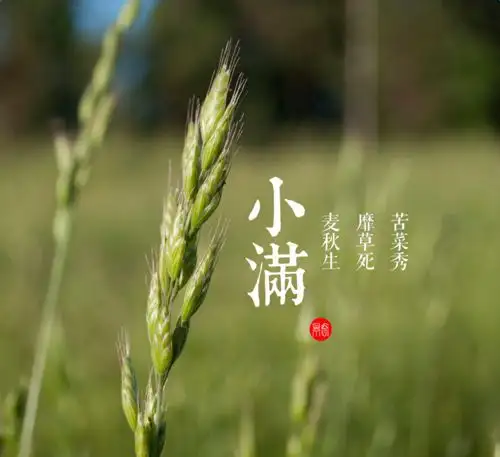 二十四节气之小满，你了解吗？