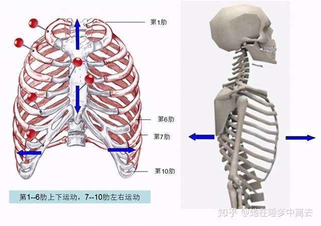 临床知识 你了解呼吸吗 知乎