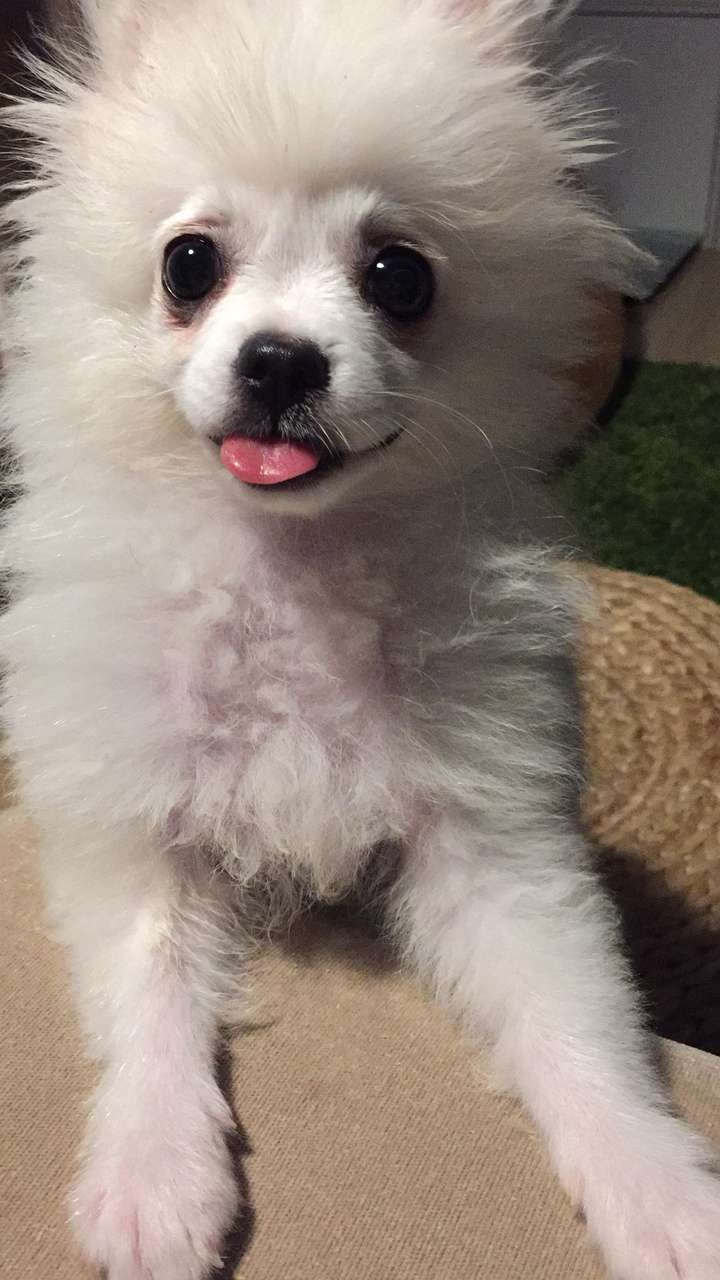 博美的尴尬期是怎样的,求图.