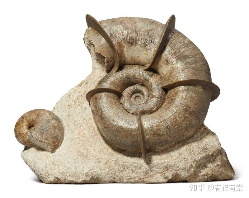 佳士得化石 矿物和陨石拍卖鉴赏 八 知乎