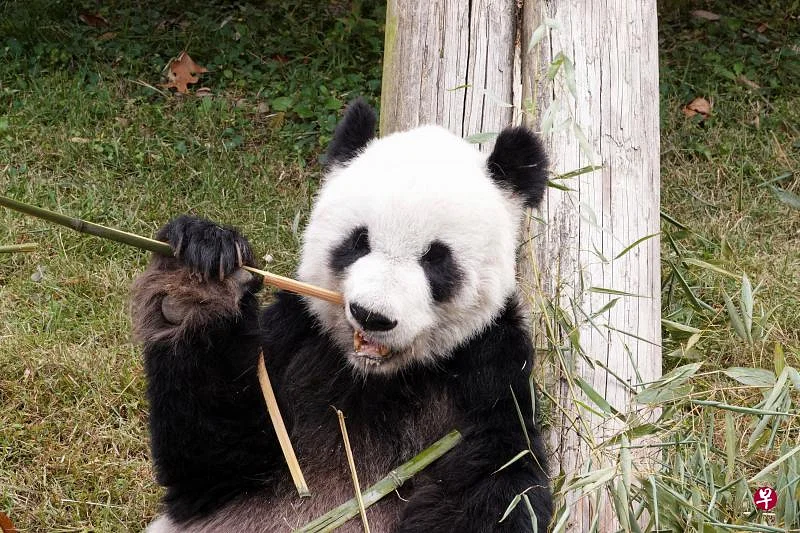旅美大熊猫「乐乐」离世，死因尚未确定，大熊猫在海外生存现状如何？