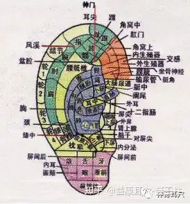 益康耳穴】你了解耳穴吗？耳穴疗法的特点又有哪些呢？ - 知乎