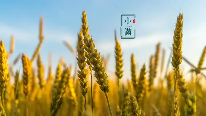 二十四节气——小满的来历和风俗