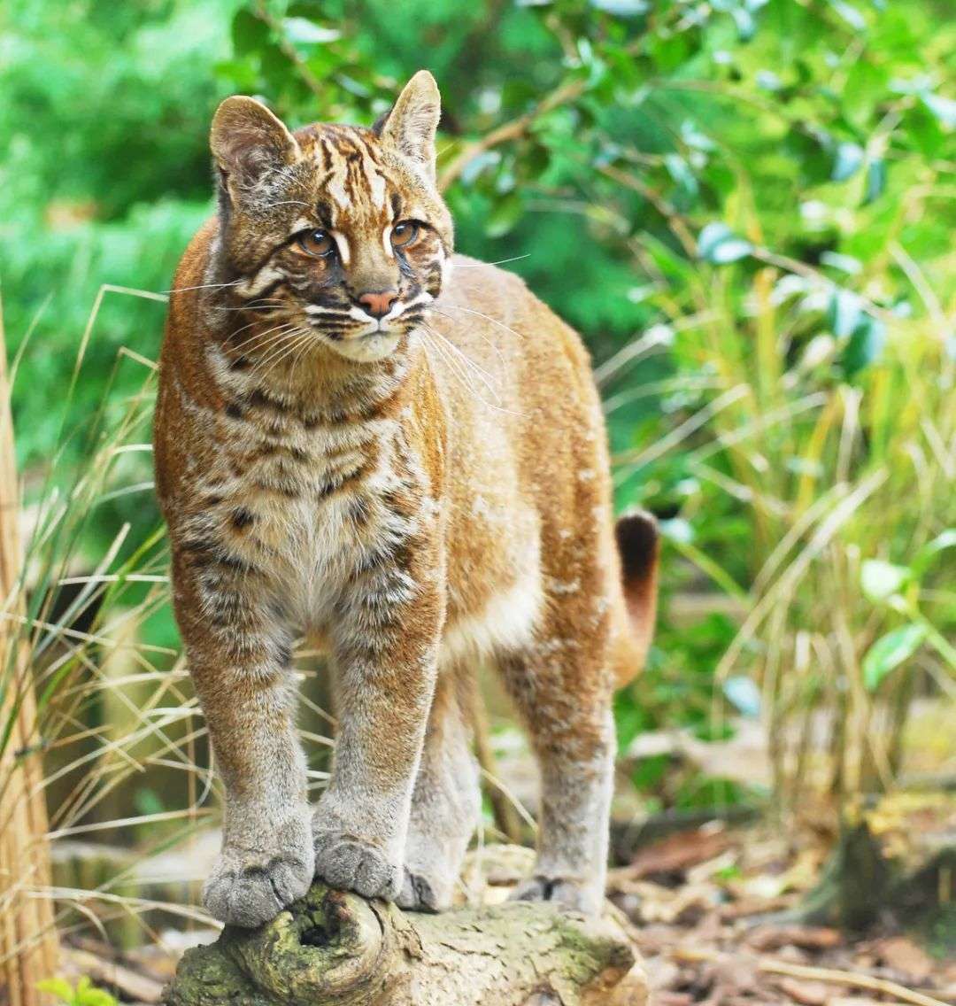 猫科动物大赏 行走在大自然中的金渐层 知乎
