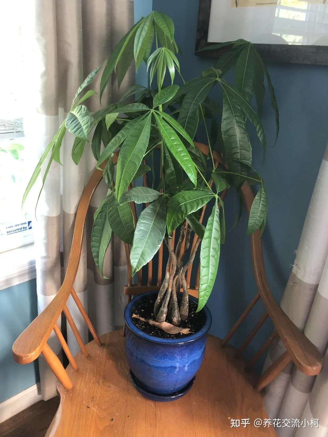 5种自然美观的大型盆栽绿植 适合养在大客厅里 知乎