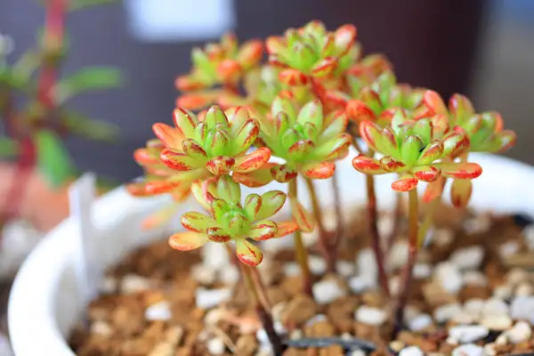 多肉12月份养护方法大全 让多肉安然过冬 知乎