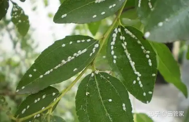 常见的花卉植物病虫害- 知乎