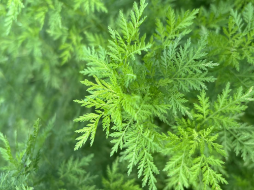 央视探访世界青蒿之都：昆药集团助力重庆酉阳绘就乡村振兴美丽图景