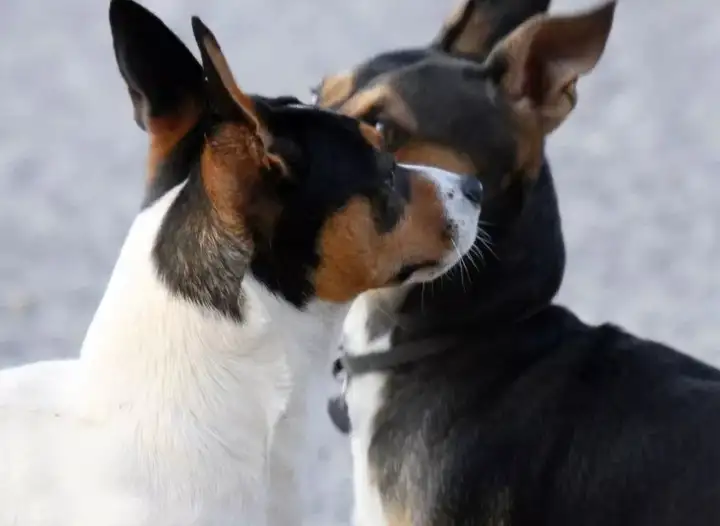 类型:小型犬英文名:rat terrier中文名:捕鼠梗犬宠物名片区 域:美国用