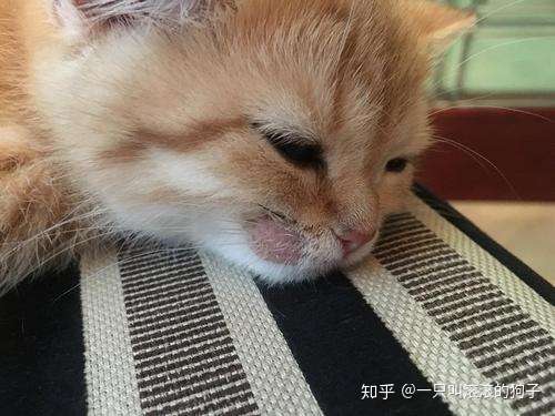 猫得猫癣会死吗 知乎
