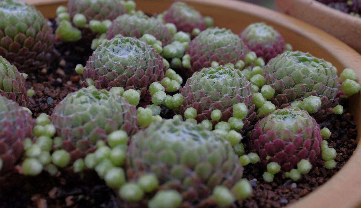 多肉植物度夏方法与多肉度夏注意事项 知乎