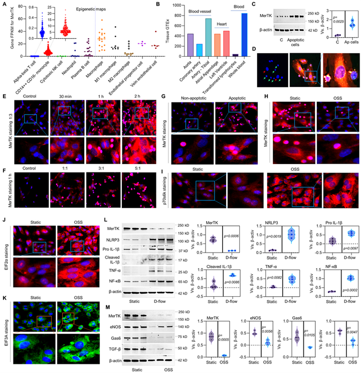 動脈粥樣硬化期間血流紊亂會損害 MER原癌基因酪氨酸激酶- 介導(dǎo)的主動脈內(nèi)皮細(xì)胞的胞葬作用
