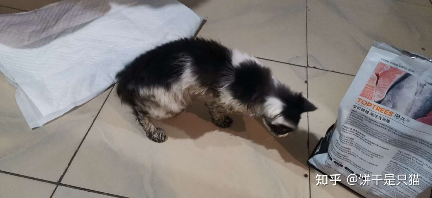 我捡了一只猫 知乎