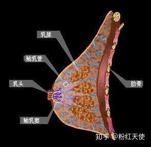 乳头就是树根,而树冠是分支众多的呈辐射状排列的乳腺叶,每一个腺