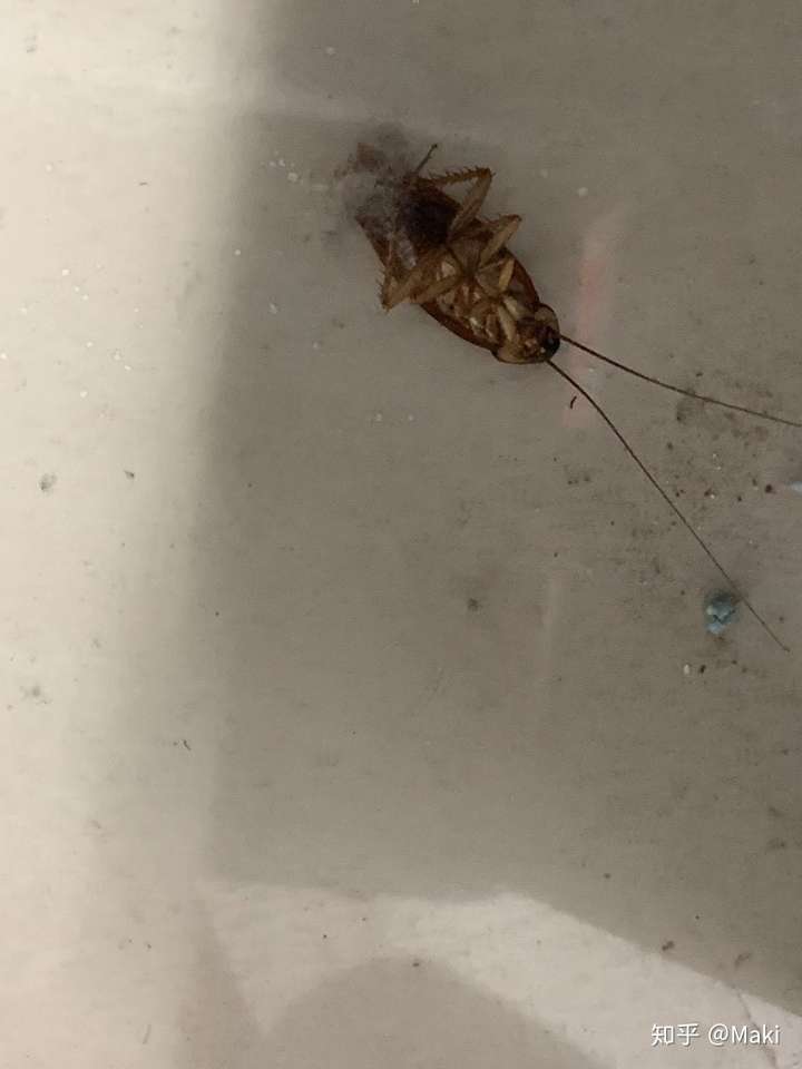在卫生间发现了蟑螂,会不会有蟑螂进去热水器里或者自来水管里,污染水