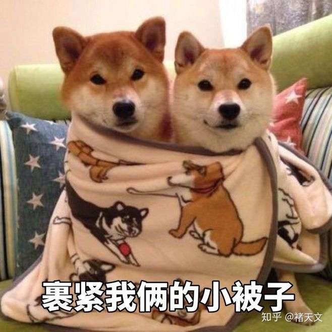 柴犬 是什么样的犬呢 知乎