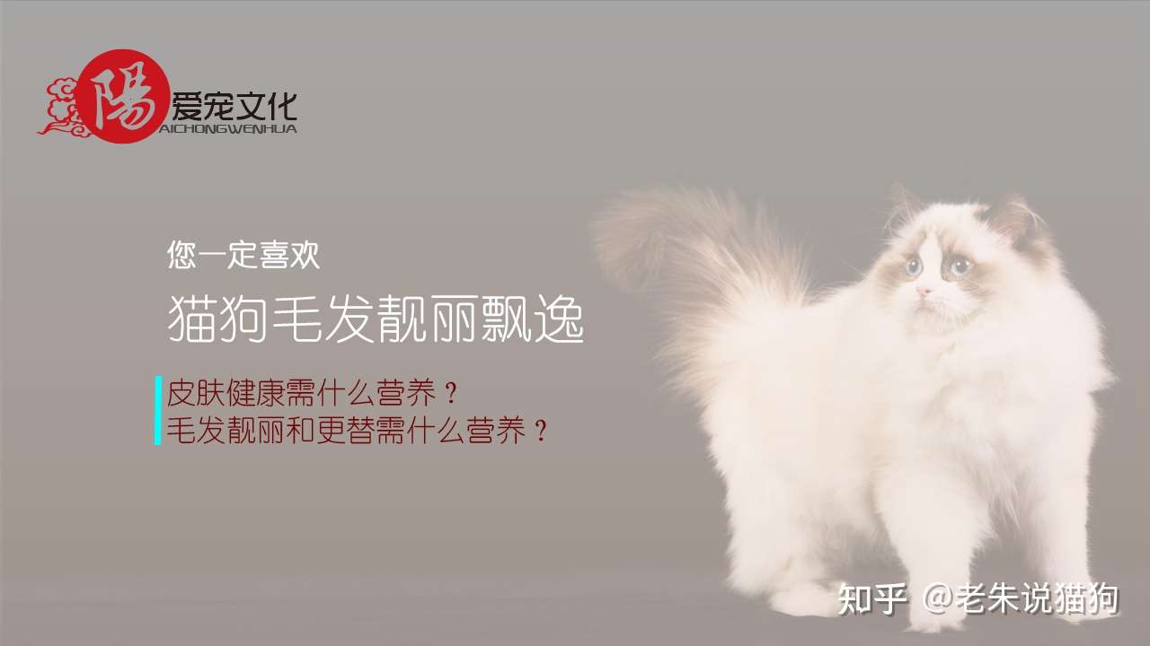 想让猫狗毛发漂亮吗？先看看这些吧- 知乎
