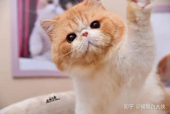 新手养公猫仍是母猫？（新手养公猫好仍是母猫好）