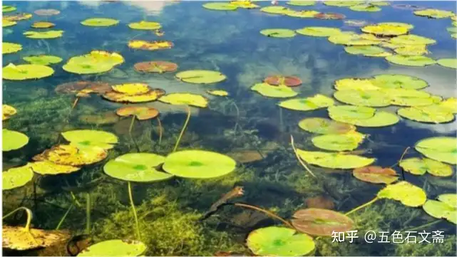 苏轼咏洋州之《过溪亭/披锦亭/禊亭/菡萏轩》赏析