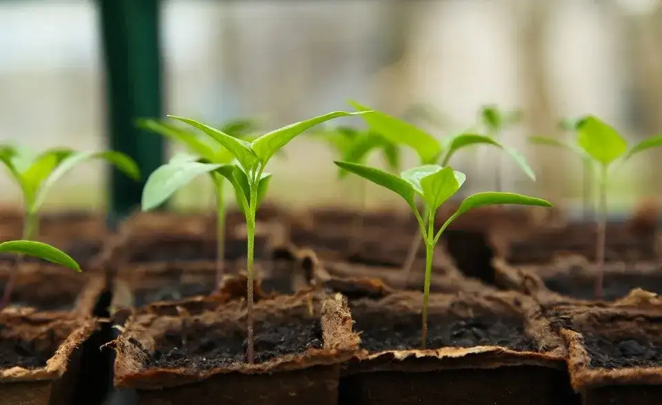 关于植物生长调节剂你知道多少 知乎