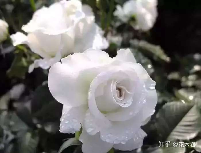 山木香和野蔷薇的辨识区别 知乎