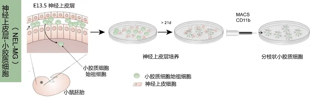 实验方案系列︱从小鼠中获取成熟小胶质细胞的分步操作- 知乎