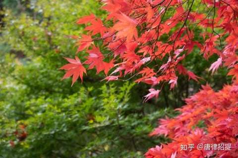 日本红葉的故事 知乎
