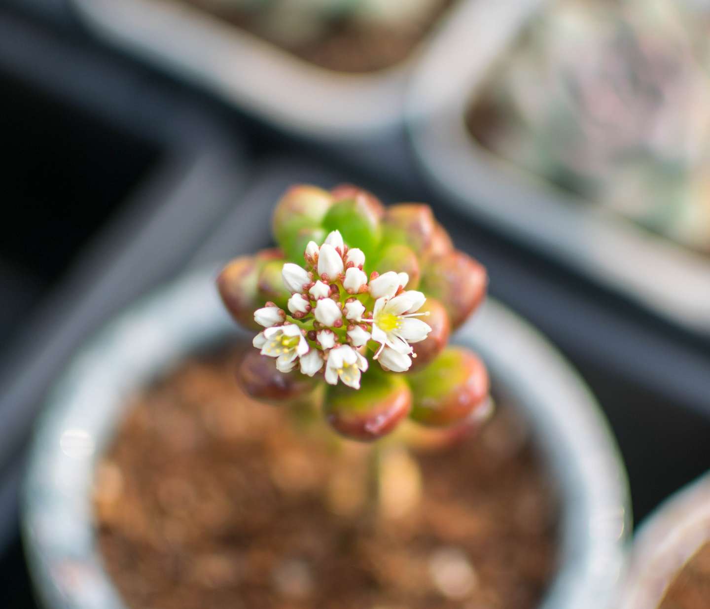 多肉开花了会死 别紧张 来看看怎么处理多肉的花剑吧 知乎