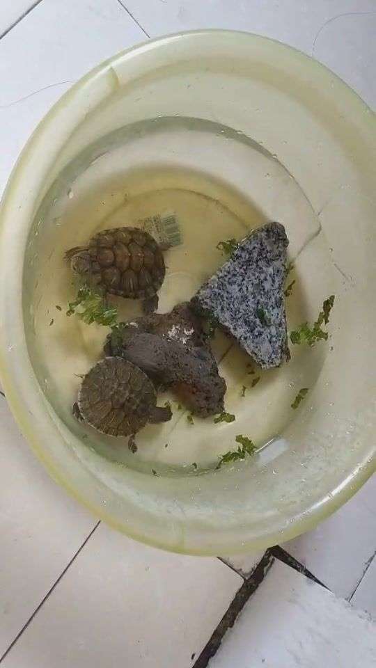 请问巴西龟的便便是什么样子的