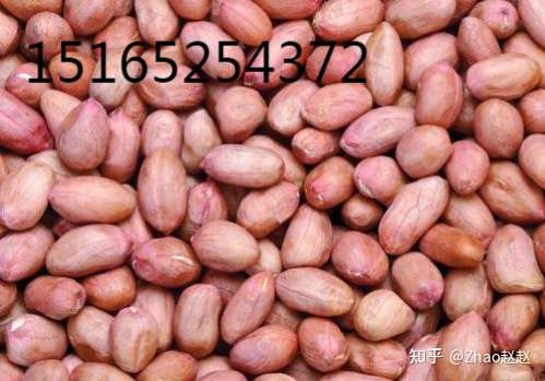 敲黑板 超详细的苏丹花生进口清关流程讲解 知乎