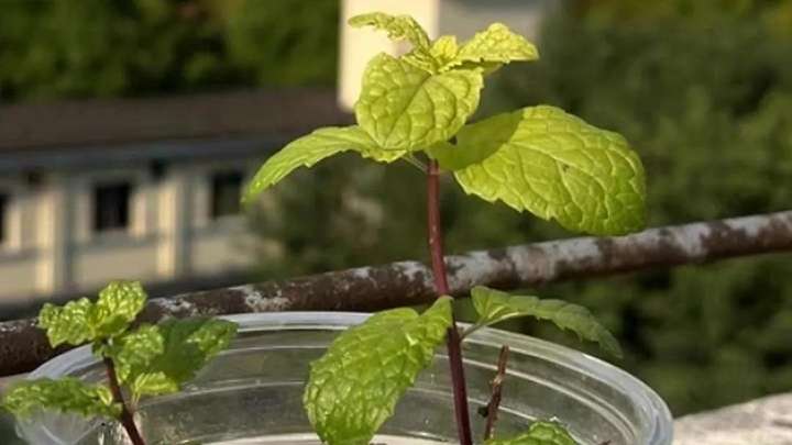 麒麟810相当于骁龙多少？为什么说麒麟810是怪物